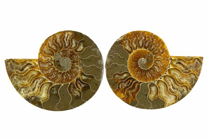 Cut & Polished, Agatized Ammonite Fossil - Madagascar #310709